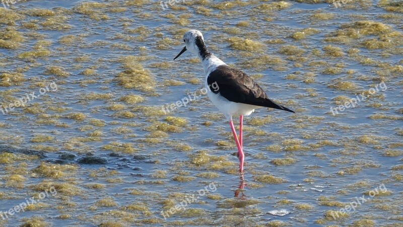 Black-winged Stilt Sea Free Photos