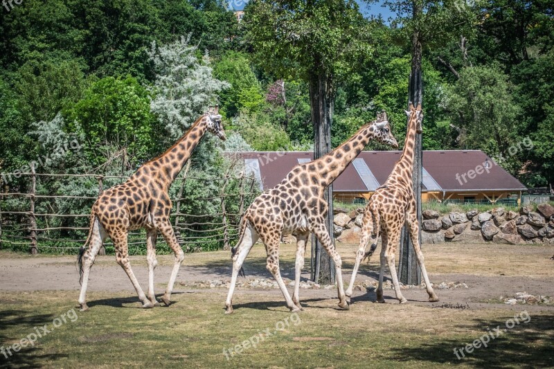 Giraffe Fauna Pilsen Zoo Animals Free Photos