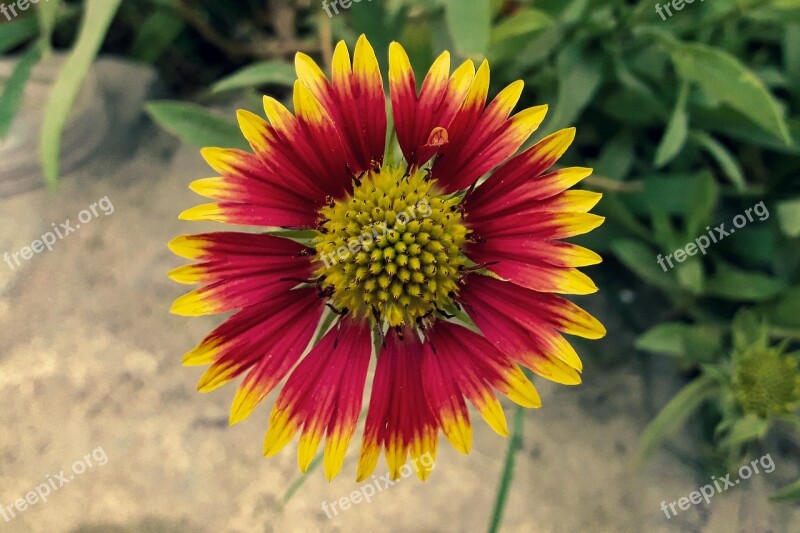 Flower Bloom Garden Beautiful Flower Focus