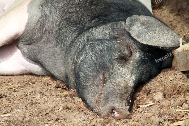 Saddleback Sleep Hesse Park Livestock Creature