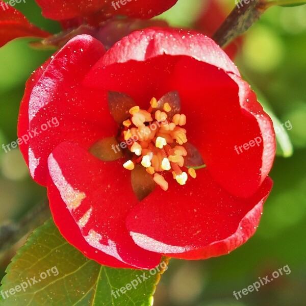 Red Flower Bush Thornbush Spring Free Photos