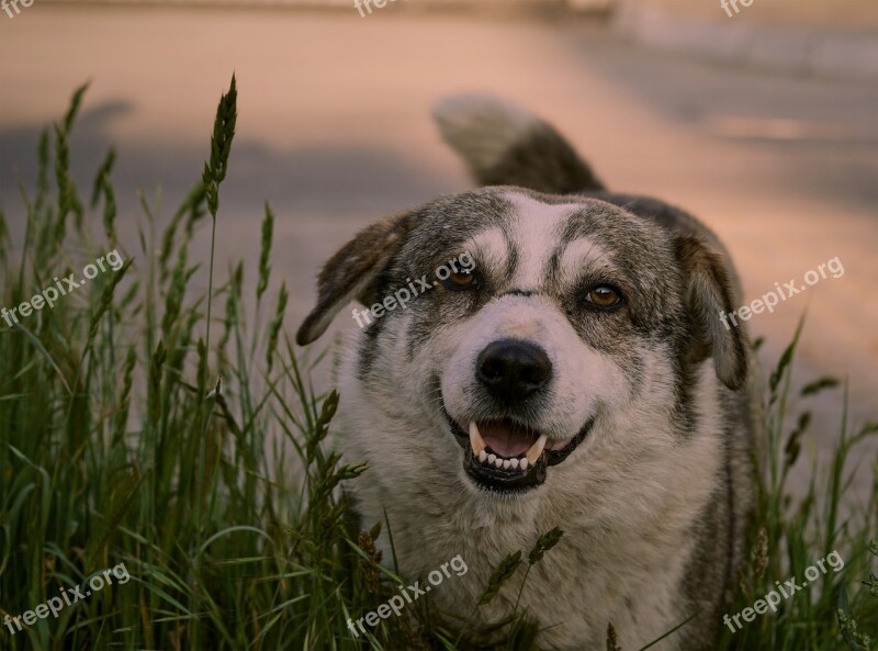 Dog Animals Portrait Nature Cute