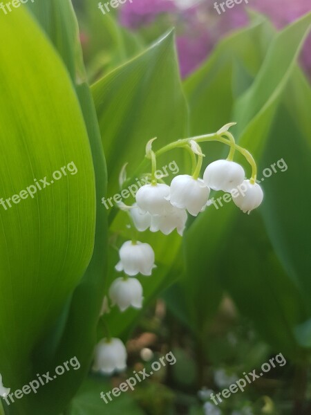 Lily Of The Valley May Spring Nature Flowers