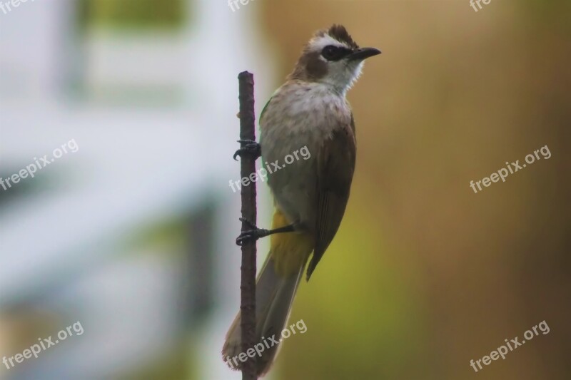 Bird Wild Wildlife Nature Natural