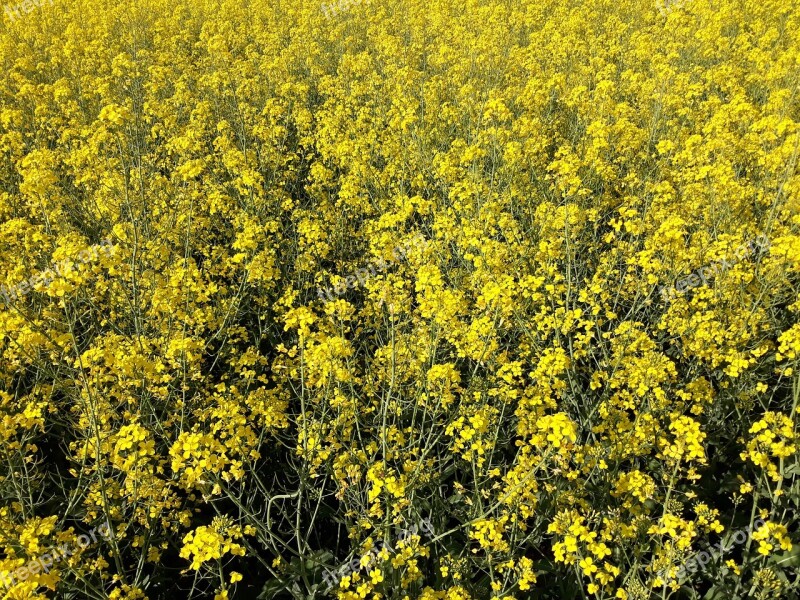 Oilseed Rape Austria Landscape Nature Yellow