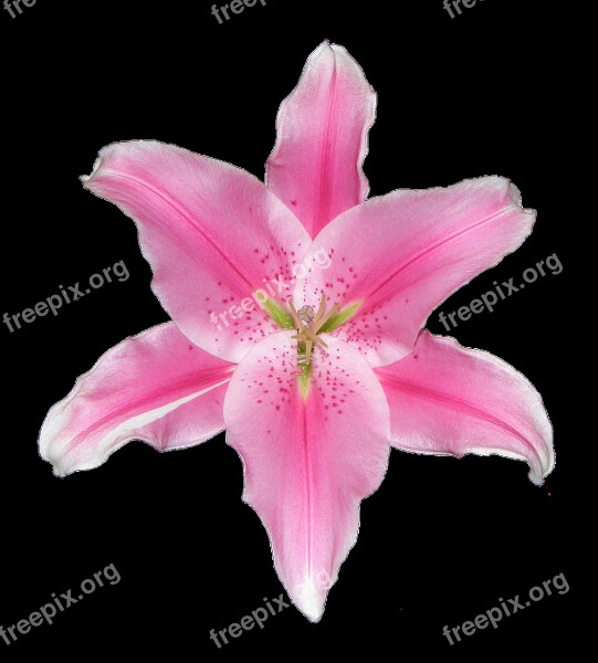 Lily Pink White Isolated Graphically