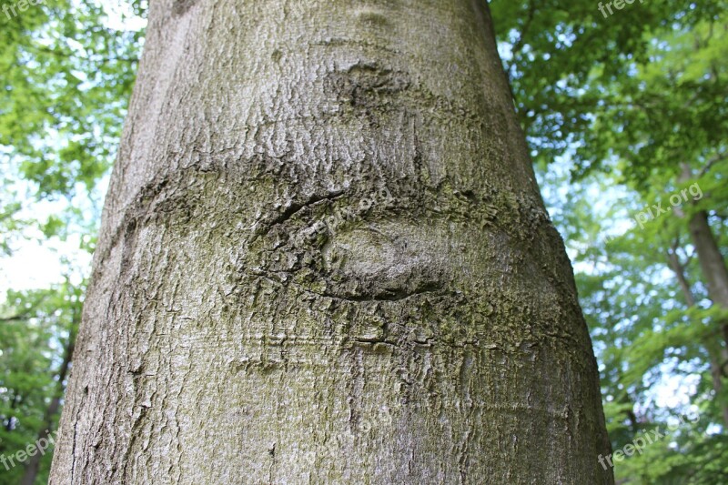 Log Tree Forest Tree Trunks Nature Recording