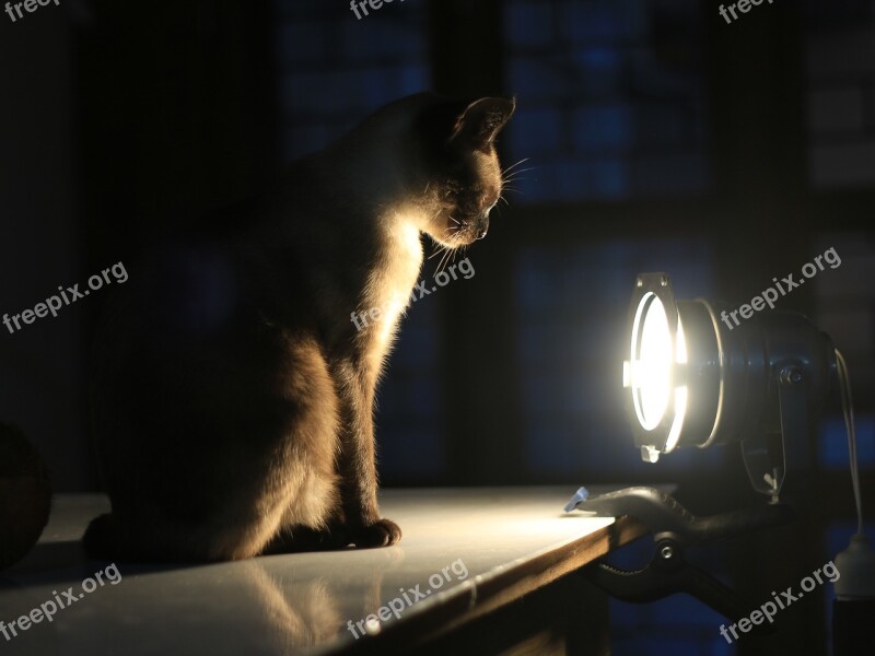 Cat Concentration Light Spotlight Siamese