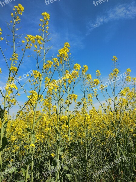 Rape Sky Yellow Nature Sheet