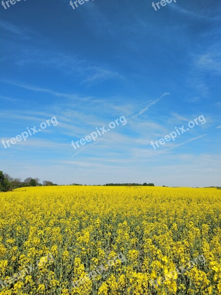 Rape Yellow Field No One Background