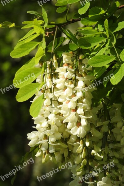 Acacia Bush Nature Ornamental Shrubs Plants