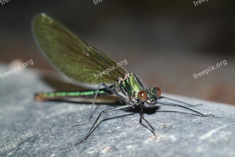 Ważka Insect Macro Nature Free Photos