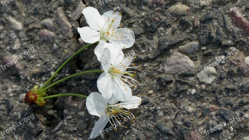 Cherry Blossom White Trio Spring Sweet Cherry