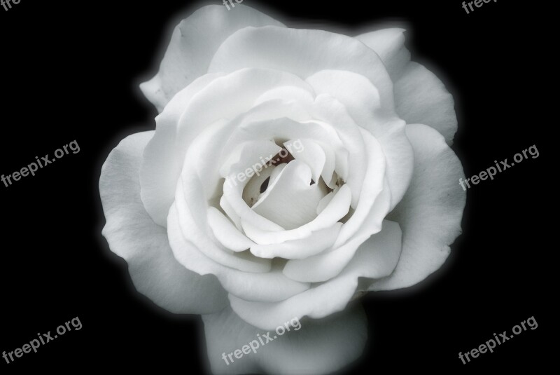 Roses Petals White Rose Petals Flower