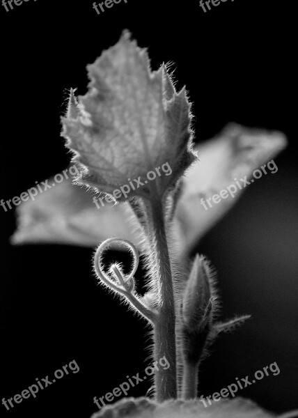 Leaf Flower Black And White Sheet Plant Garden