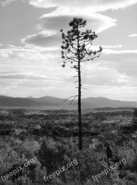 Pine Plain Landscape Mediterranean Wood