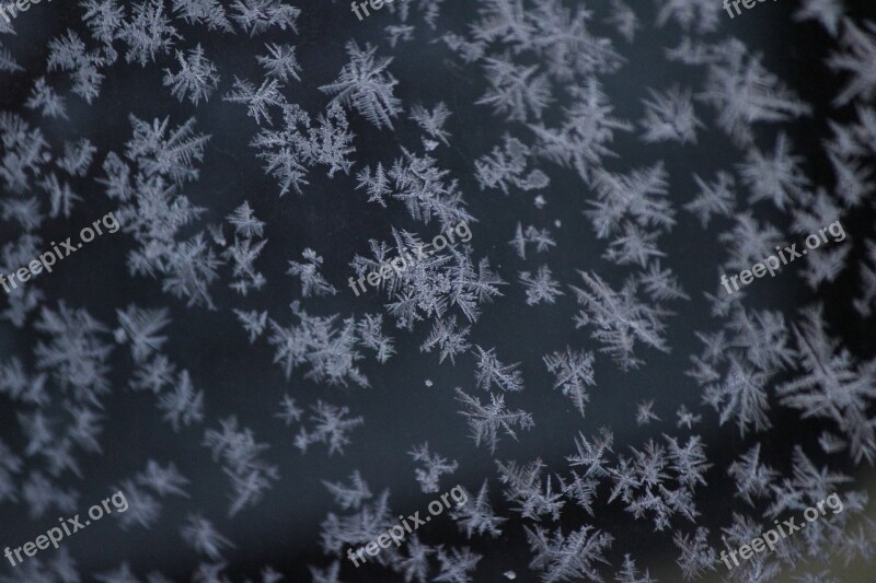 Snow Snow Crystals Winter White Snow Snow Flower