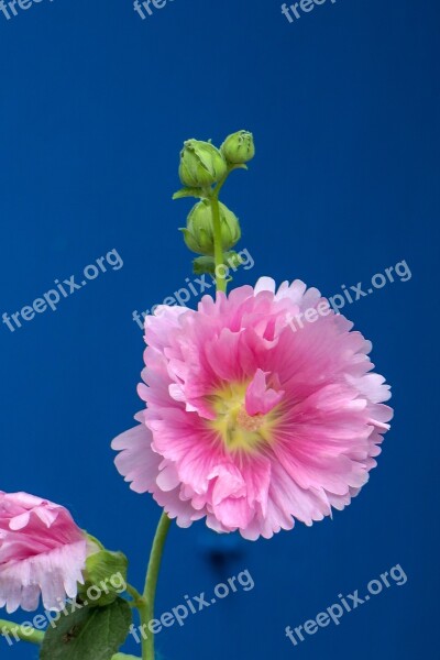 Hollyhock Flower Plant Wild Flowers Hua Xie