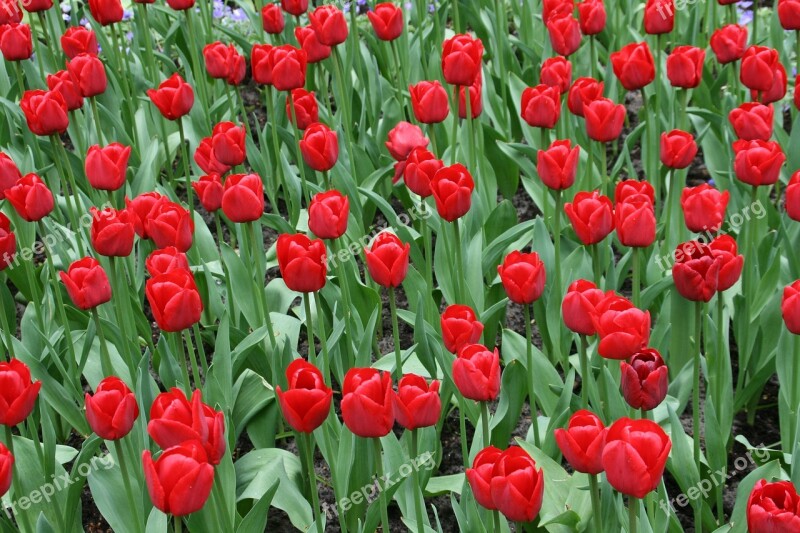 Netherlands Keukenhof Tulips Spring Flowers