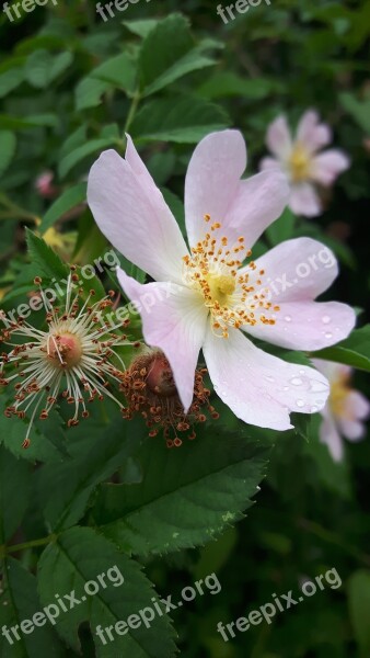 Rosehip Flower Leaves Nature Rosebud