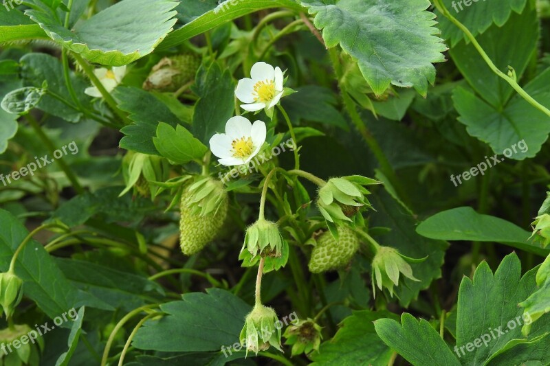 Bush Strawberry Fruit The Plot Eating