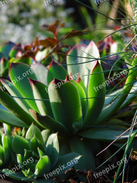 Sukulenty Rocky Rose Cactus Free Photos