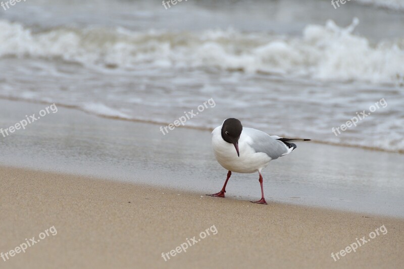 Seagull The Seagulls Sea Water The Coast