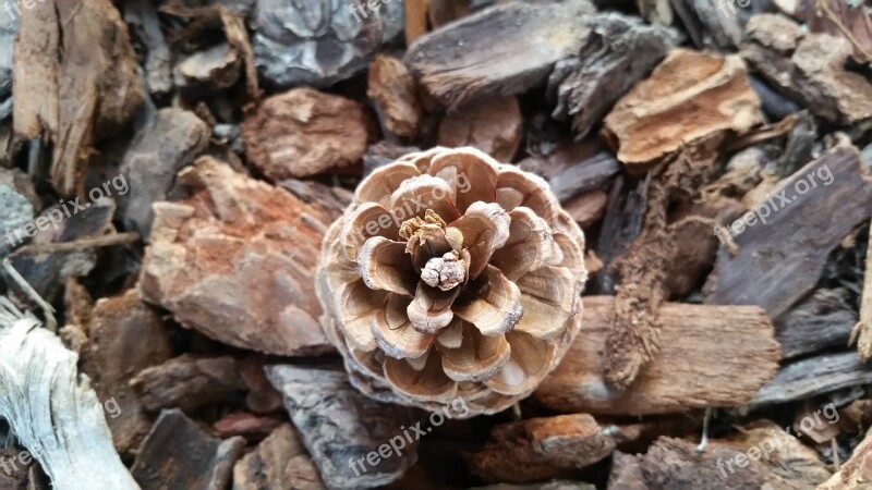 Desktop Background Pine Cone Bark Brown