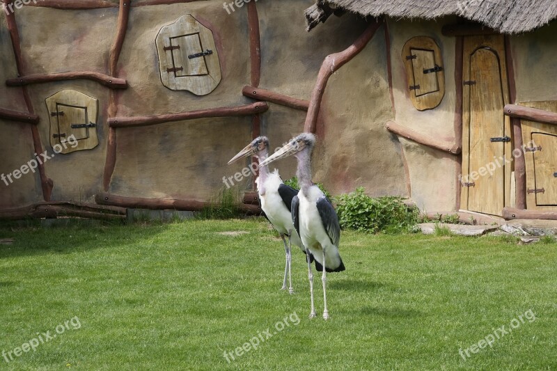 Marabu Adjutant Bird Scavengers Animal World Bill