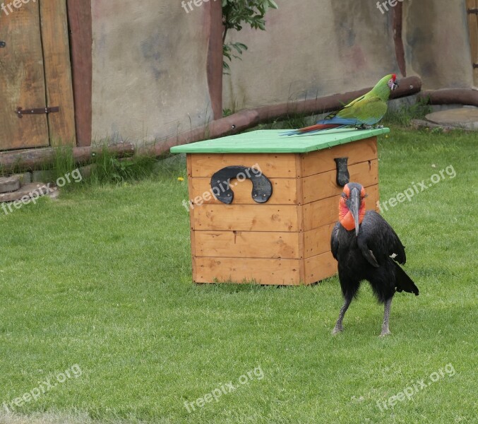 Ground-hornbill Animal Wild Bird Raven Animal World