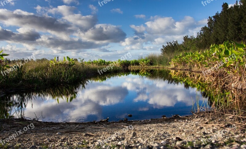 Pond Florida Water Algae Nature