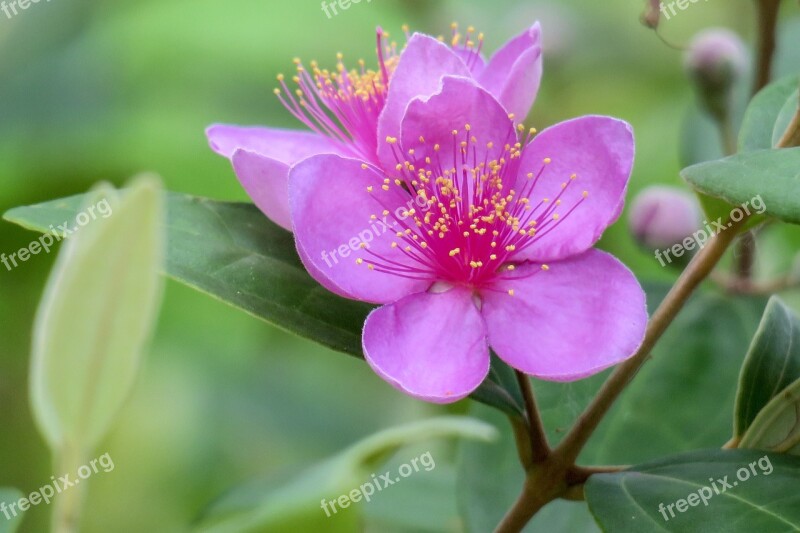 Mountain Nim Flowers Flower Plant Wild Flowers Hua Xie