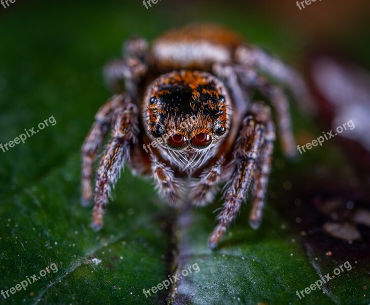 Spider Arachnids Spider-racer Portrait Eyes