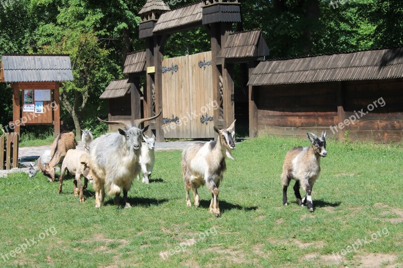 Sheep Goats Herd Animals Pet