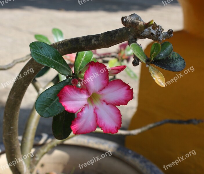 Hoa Sứ Porcelain Flower Condao