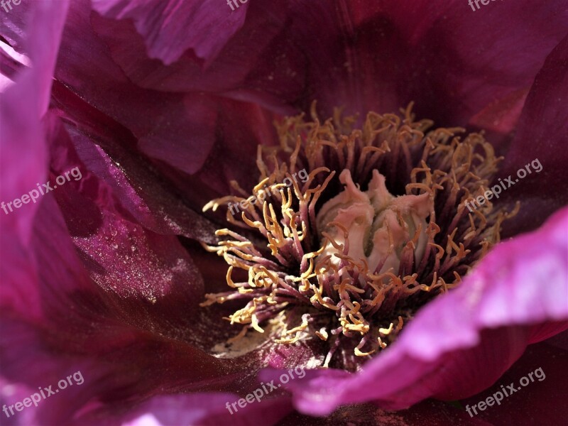 Flower Petal Centre Peony Free Photos