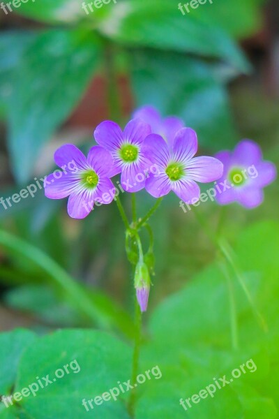 Shamrock Hong Kong Clover Wild Flowers Wild