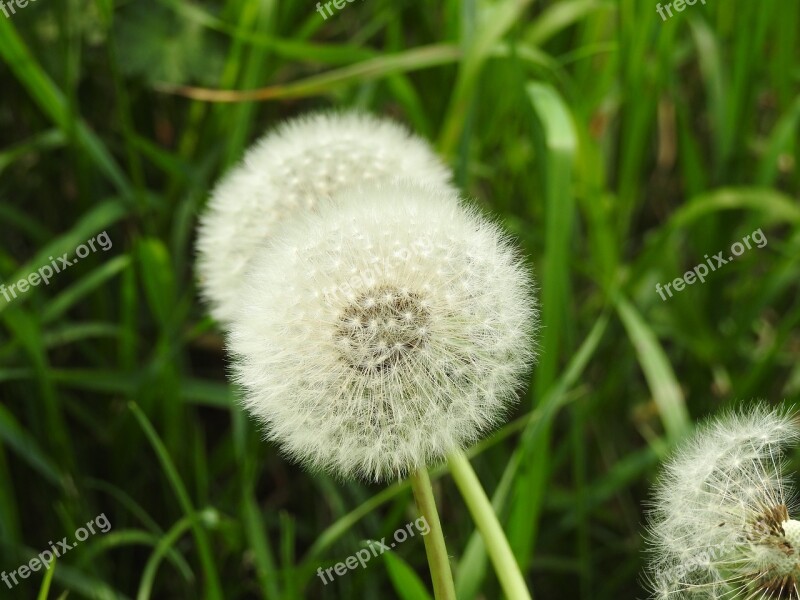 Dandelion Sonchus Oleraceus Plant Nuns Spring