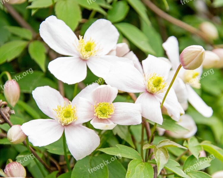 Clematis Flower Real Clematis Bloom Climber Plant