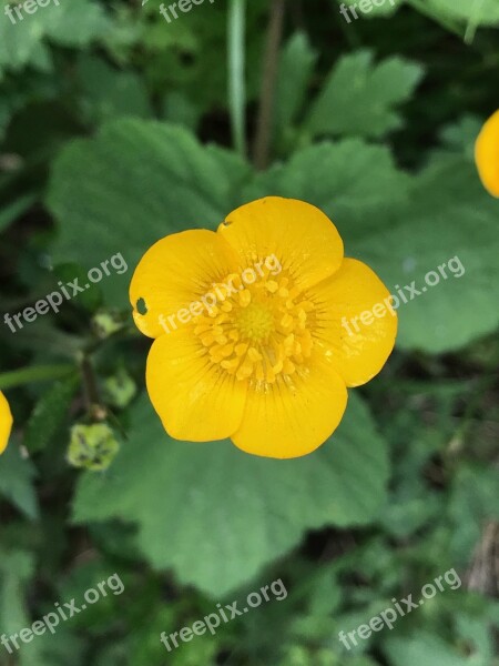 Yellow Flower Nature Blossom Bloom Plant