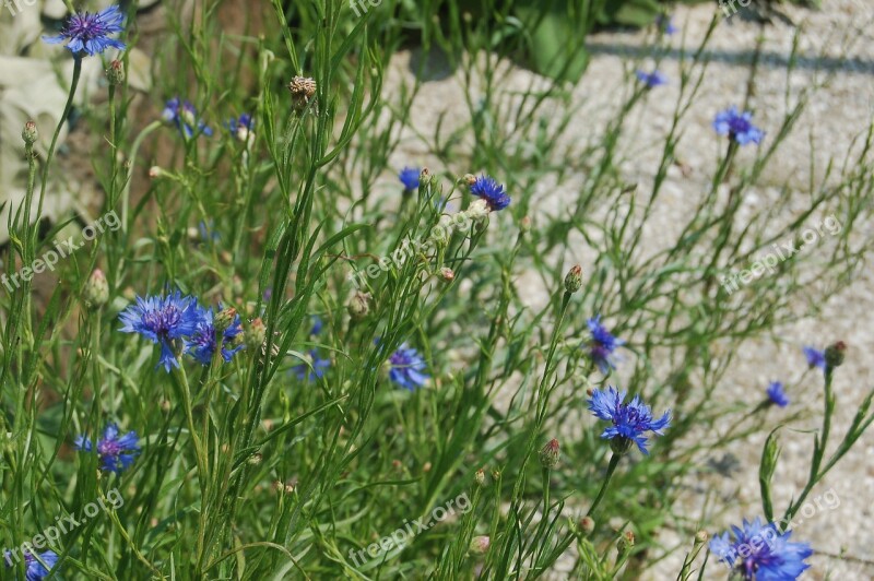 Cornflowers Blue Flowers Wild Flowers The Spring Bloom Spring