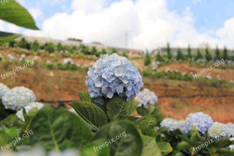 Flower Color Travel Dalat Origin United