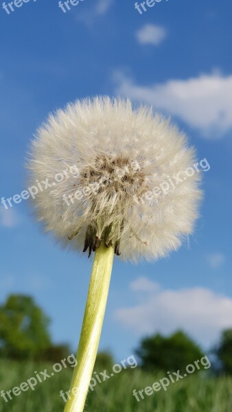 Dandelion Nature Flower In The Free Plant