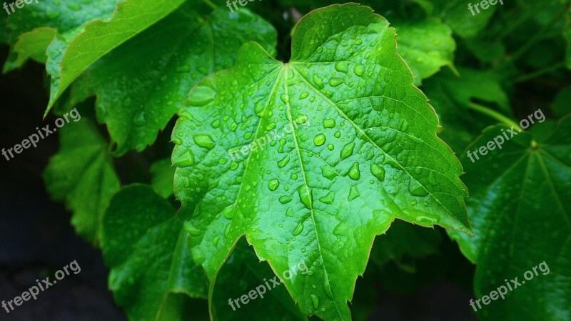 Leaves Raindrops The Leaves Non Trickle