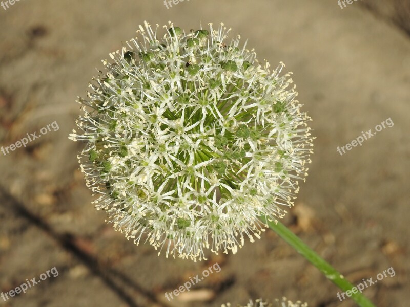 Garlic Decorative Flower Decorative Garlic Garlic Blooms