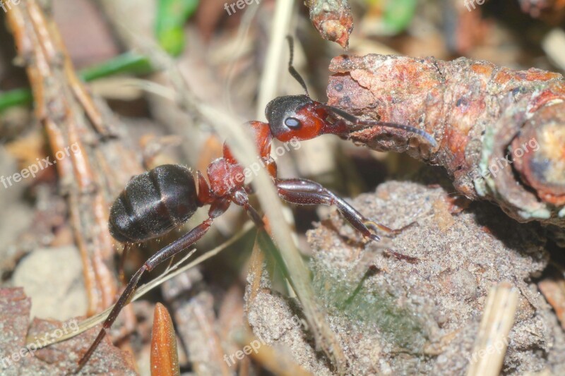 Insect Ant Macro Closeup Free Photos