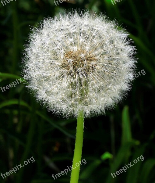 Dandelion Sun Swirls Seeds Dandelion Seeds Plant