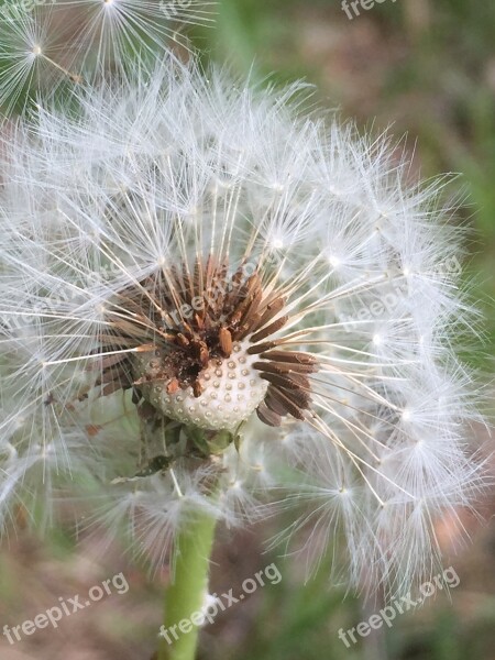 Dandelion Seeds Pointed Flower Flying Seeds Multiplication