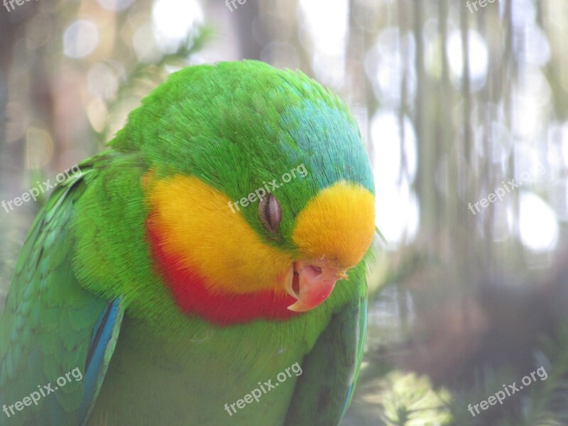 Bird Parrot Colors Animals Animal