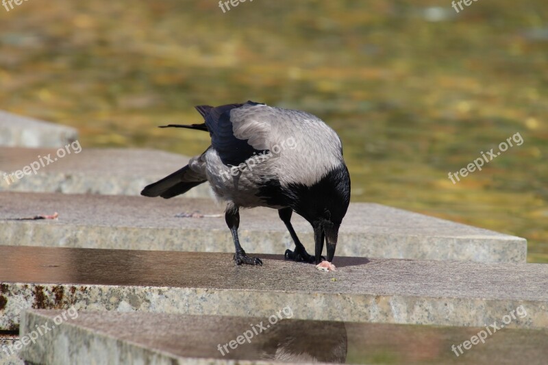 Crow Raven Food Intake Search For Food Dine